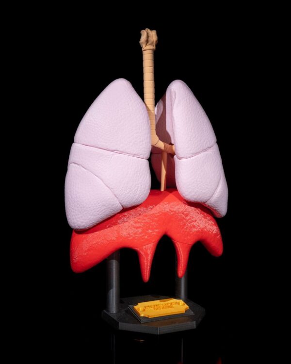 Lung Anatomical Model | Educational | Human Body II | Anatomy | 3D Printed | Medical Decor | Gift | Science Model | Unique