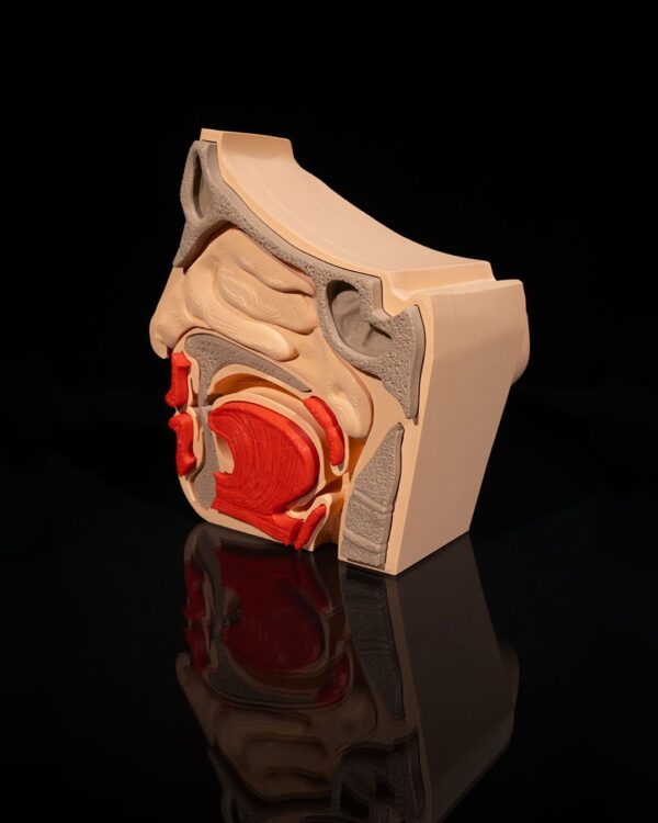 Nose and Sinus - Educational | Human Body Model, 3D Printed Anatomy, Medical Teaching Tool, Unique Gift, Home Decor | Science Art