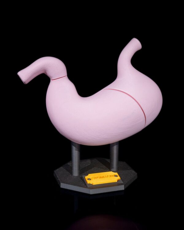 Stomach Anatomical Model | Human Body Educational Sculpture | 3D Printed Anatomy School Model | Unique Teaching Aid | Medical Decor